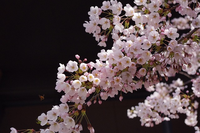 sakura（cherry blossoms）