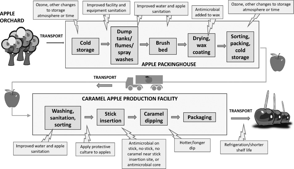 Flow chart of apple and caramel apple processing steps showing where various interventions for controlling Listeria have been tested.