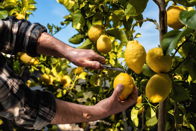 Farmer makes the lemons harvest in spring. Agriculture.