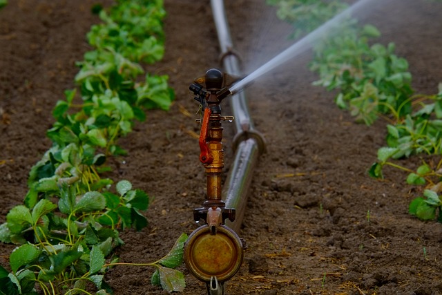 irrigation water
