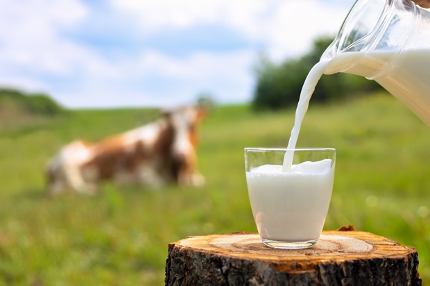 milk pouring into glass from jug on wooden stump with grazing cow on the meadow as background