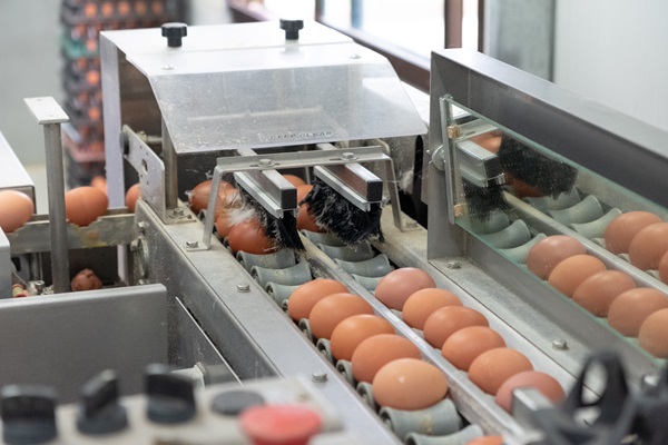 Fresh egg grading and sorting machine, grade egg by weight and size