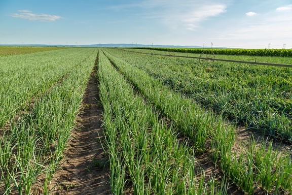 Green onion field, agricultural landscape