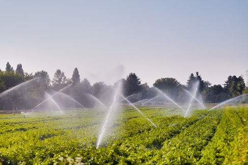 Irrigation system in function, watering agricultural plants in summer season.