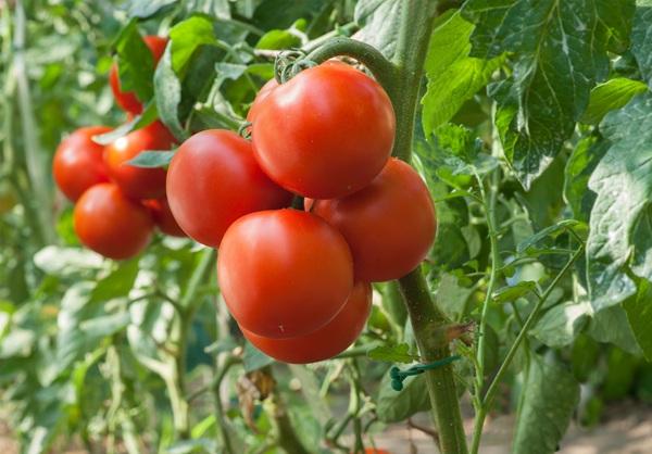 Growth tomato in greenhouse