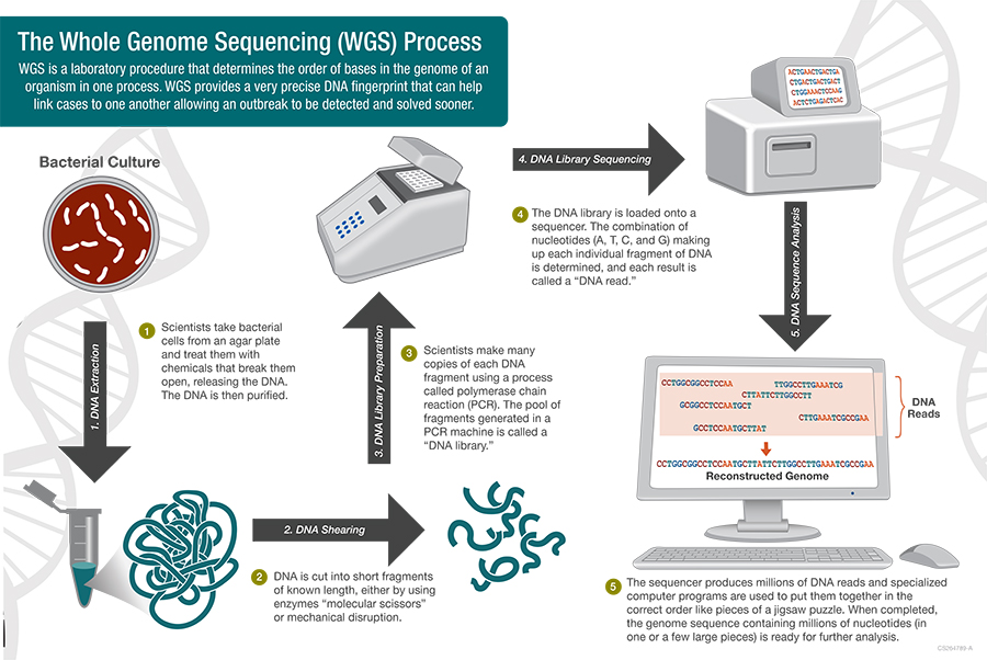 Whole Genome Sequencing