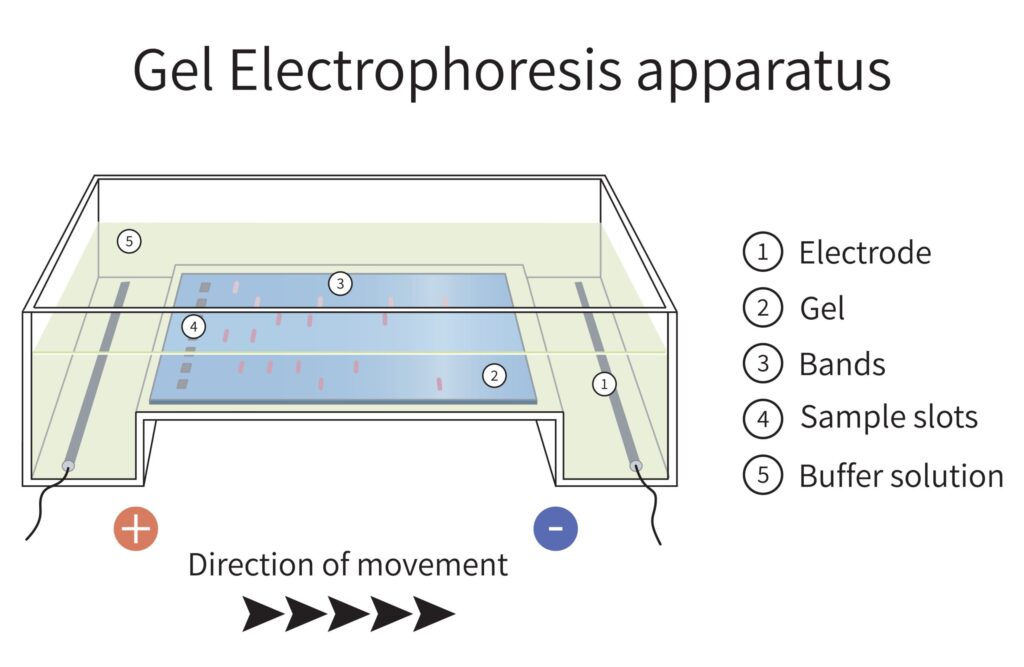Gel electrophoresis apparatus