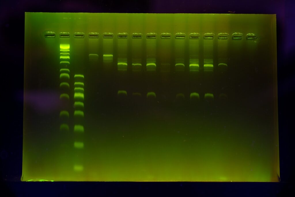 Gel electrophoresis
