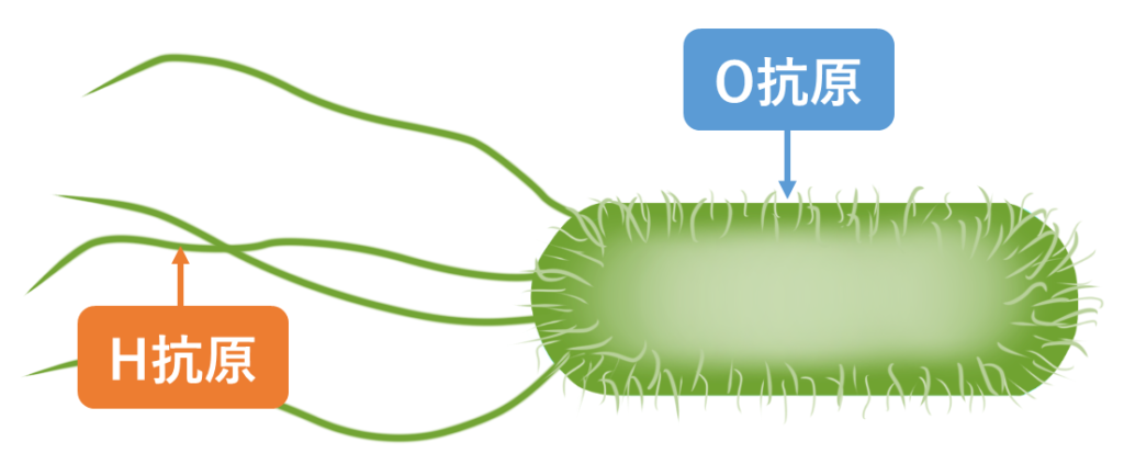 Salmonella
