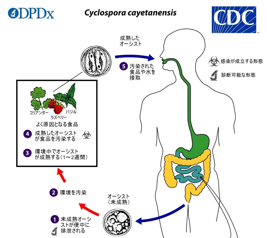 Cyclosporiasis Life Cycle