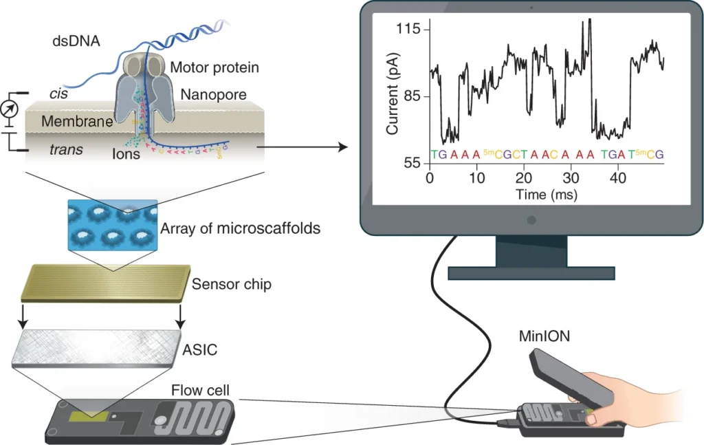 Principle of nanopore sequencing