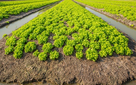 lettuce field