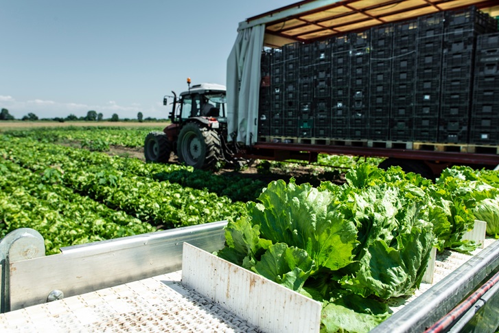 Tractor with production line for harvest lettuce.