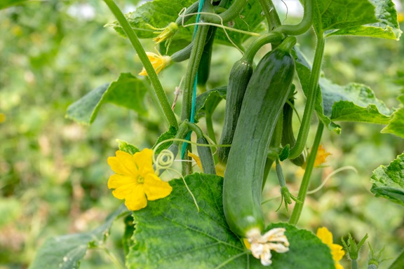 Green cucumber growing in field vegetable for harvesting.